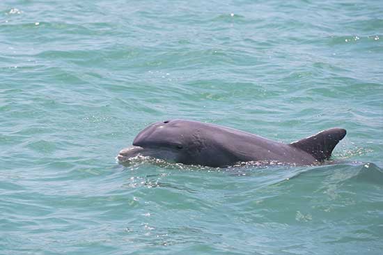 swimming dolphin