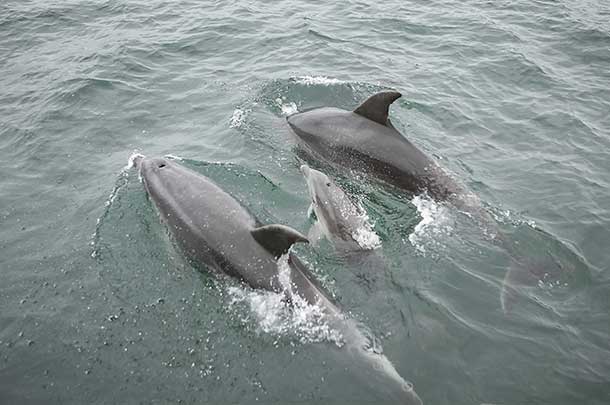 Dolphins