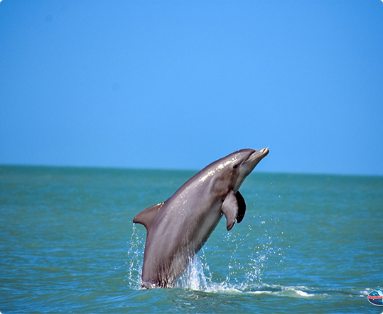 jumping dolphin