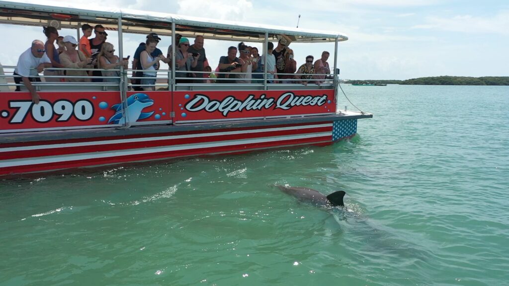 Dolphin Quest boat docked near a lively waterfront with colorful buildings 